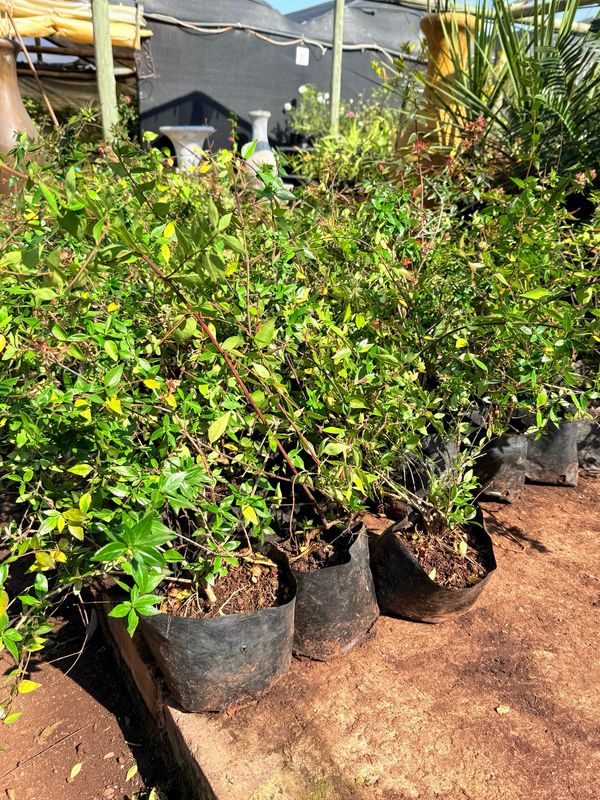Abelia Grandiflora "Glossy Abelia" 2Liter