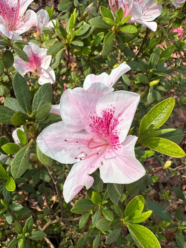 Azalea Grandiflora "Mixed Colours" 20Liter