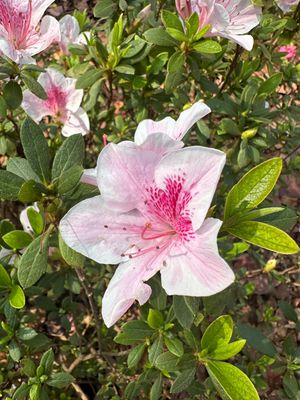 Azalea Grandiflora "Mixed Colours" 20Liter