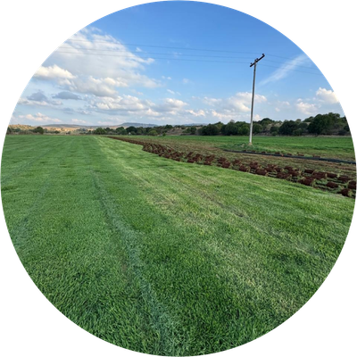 Lawn Care &amp; Treatment