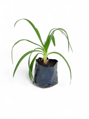 Agapanthus Praecox &#39;Blue&#39; 2 Liter