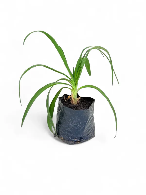 Agapanthus Praecox &#39;Blue&#39; 2 Liter