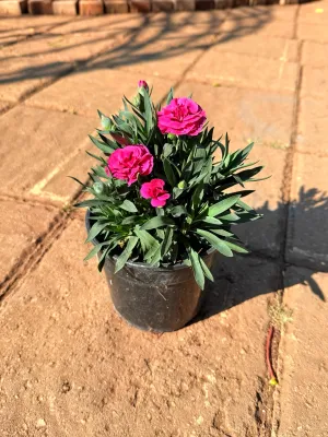 Dianthus Oscar "Carnation" 14cm Pot Mixed Colours