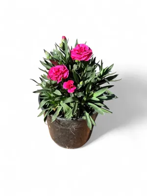 Dianthus &quot;Oscar&quot; 14cm Pot Mixed Colours