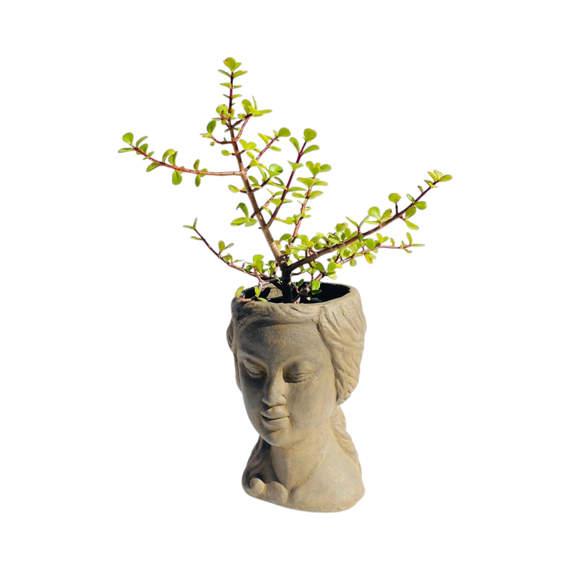 Lady Anna Planter Head Antique Amber - H250mm x W150mm - 5.8kg
