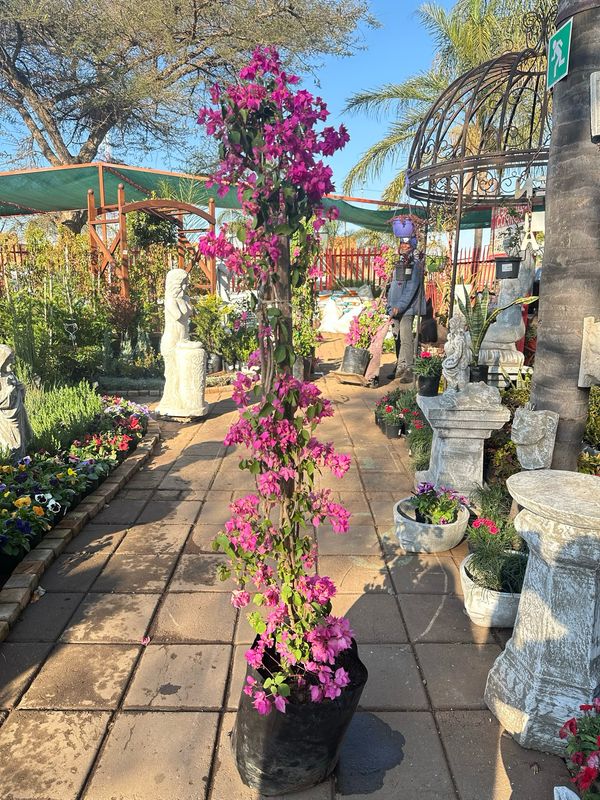 Bougainvillea STAKED "various colours" 20Liter (NOT FLOWERING NOW FEB2026)