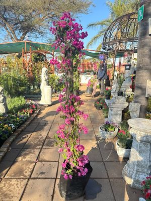 Bougainvillea STAKED "various colours" 20Liter (NOT FLOWERING NOW FEB2026)