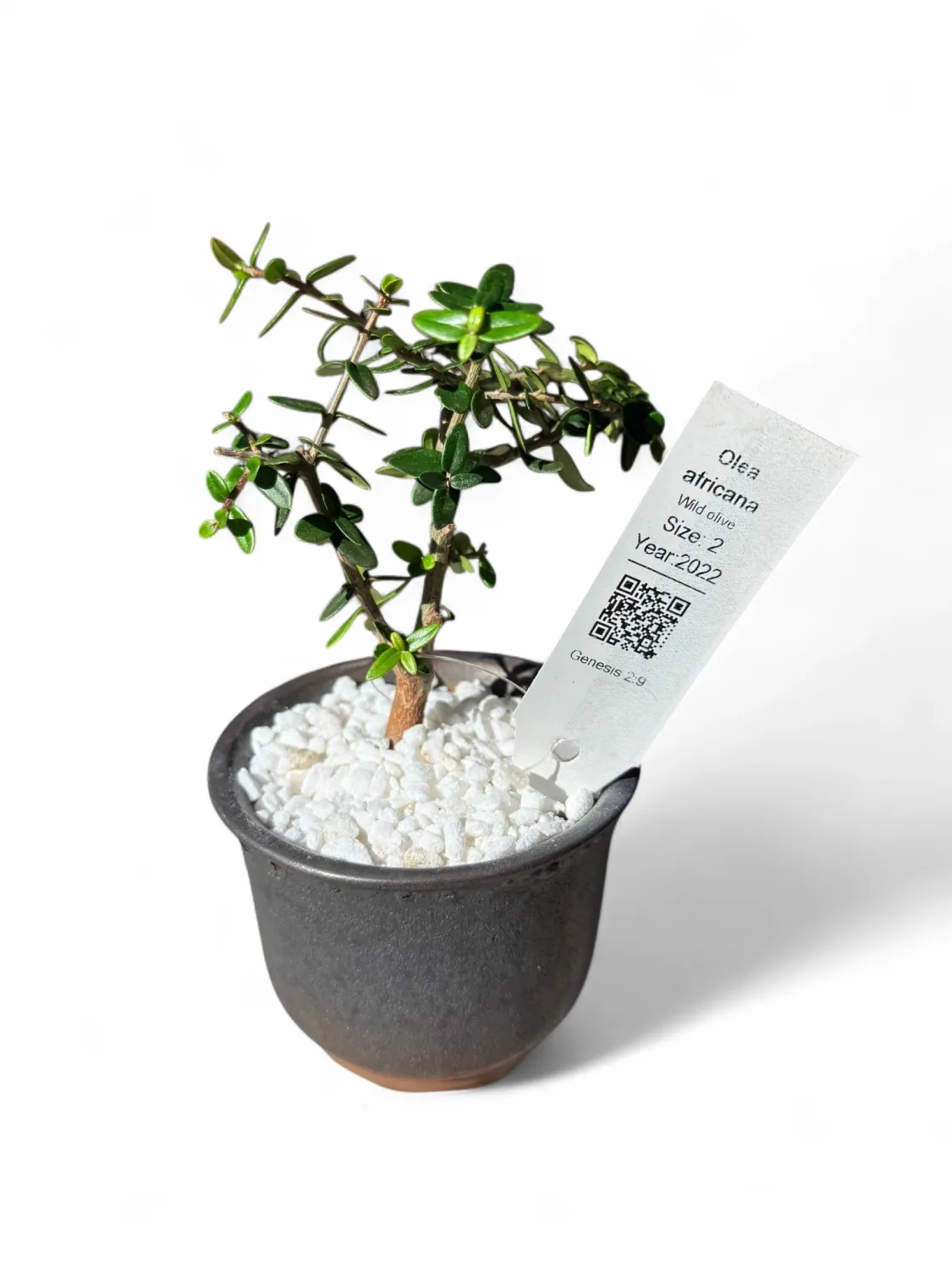 Olea africana &#39;Wild Olive&#39; Size 2 Bonsai