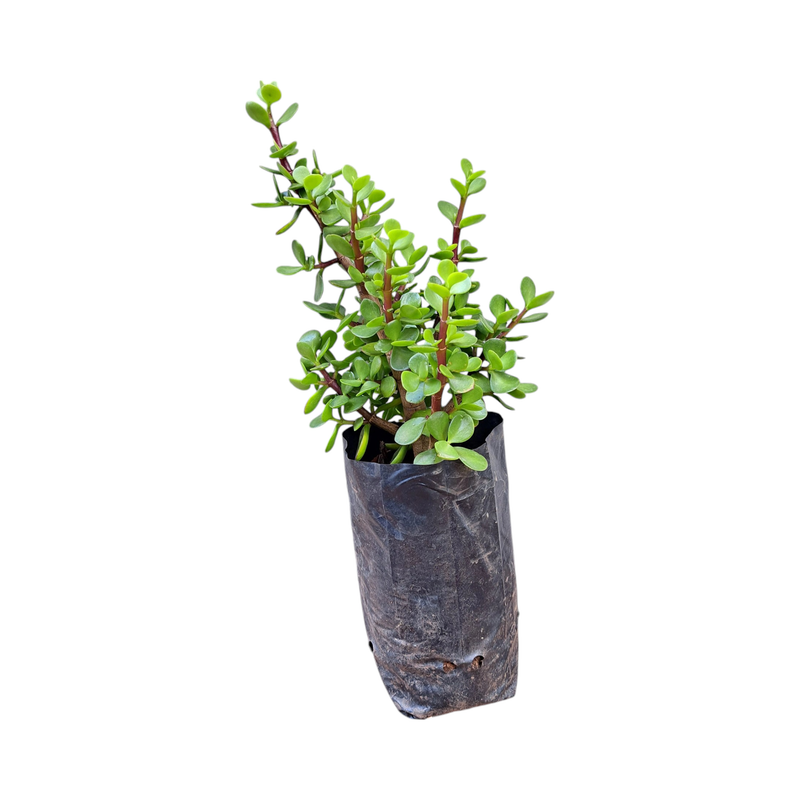 Portulacaria Afra (Spekboom) 2.5L