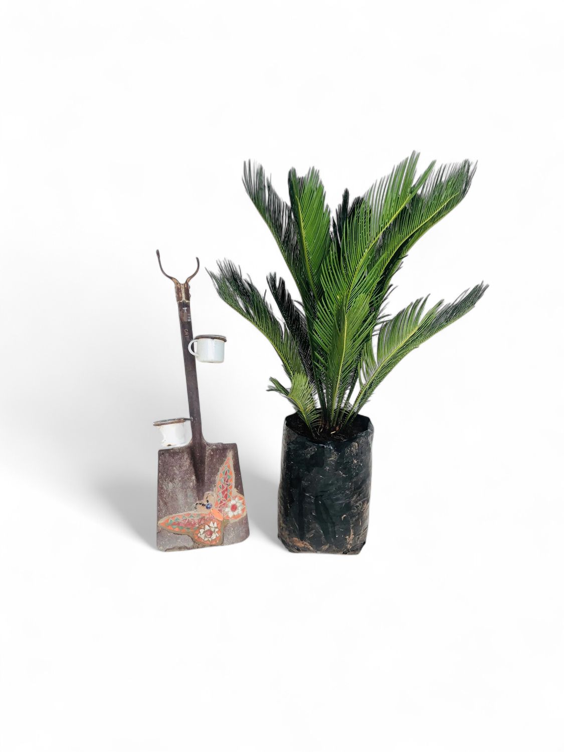 Cycas Revoluta 20 Liter