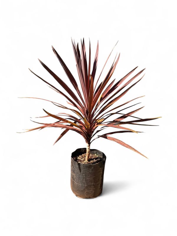 Cordyline &#39;Red Sensation&#39; 20 liter