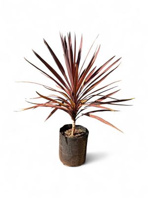 Cordyline &#39;Red Sensation&#39; 20 liter