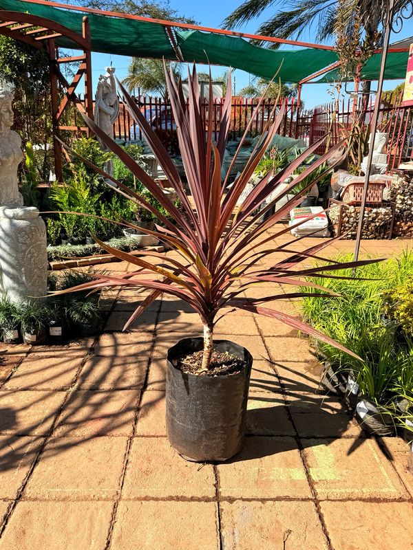 Cordyline Australis "Red Sensation" 20Liter