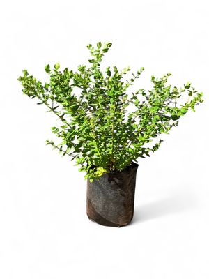 Polygala Fruticosa Petit 10 Liter
