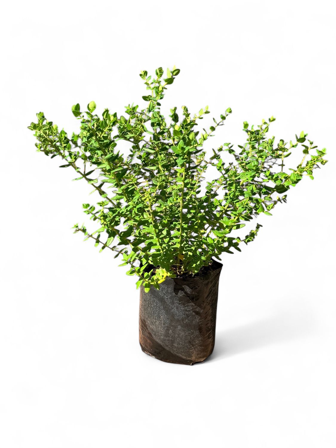 Polygala Fruticosa Petit 10 Liter