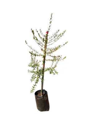 Olea Europaea Subsp. Africana / Wild Olive 20 Liter