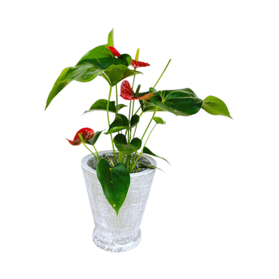 Small Pots
