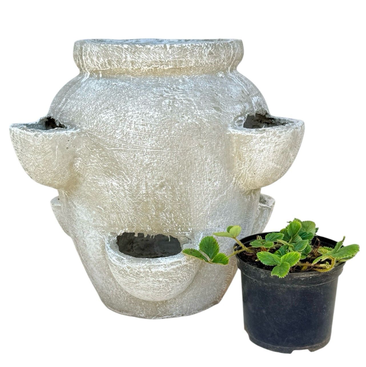 Strawberry Pot Whitewash Finish - H400mm -W400mm -Mouth200mm - 15kg
