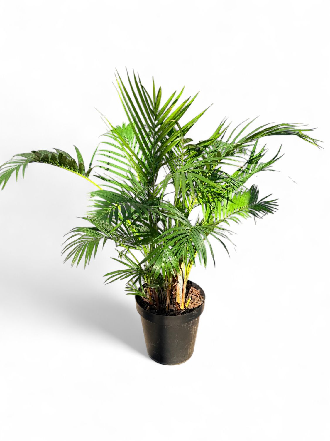 Bamboo Palm - Chrysalidocarpus Lutescens 30cm Pot