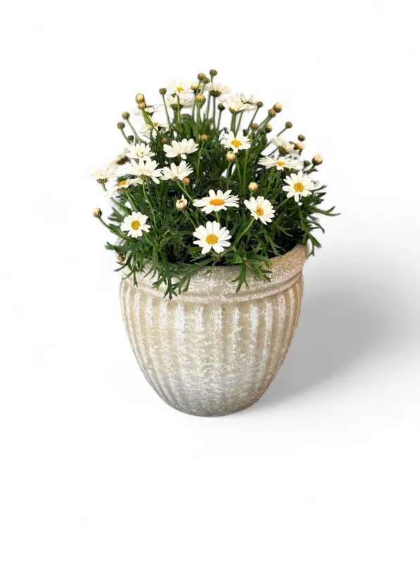 Argyranthemum Frutescens "White Bush Daisy" 15cmPot