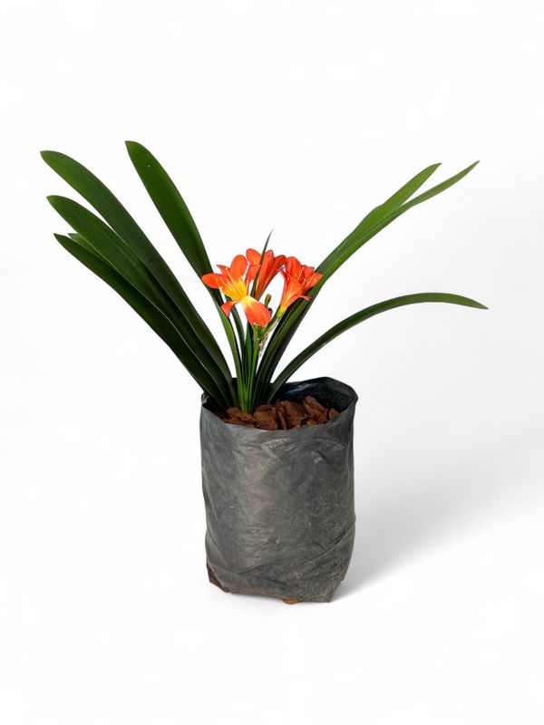 Clivia 5 Liter