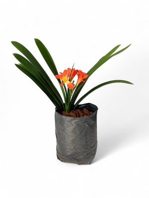 Clivia 5 Liter