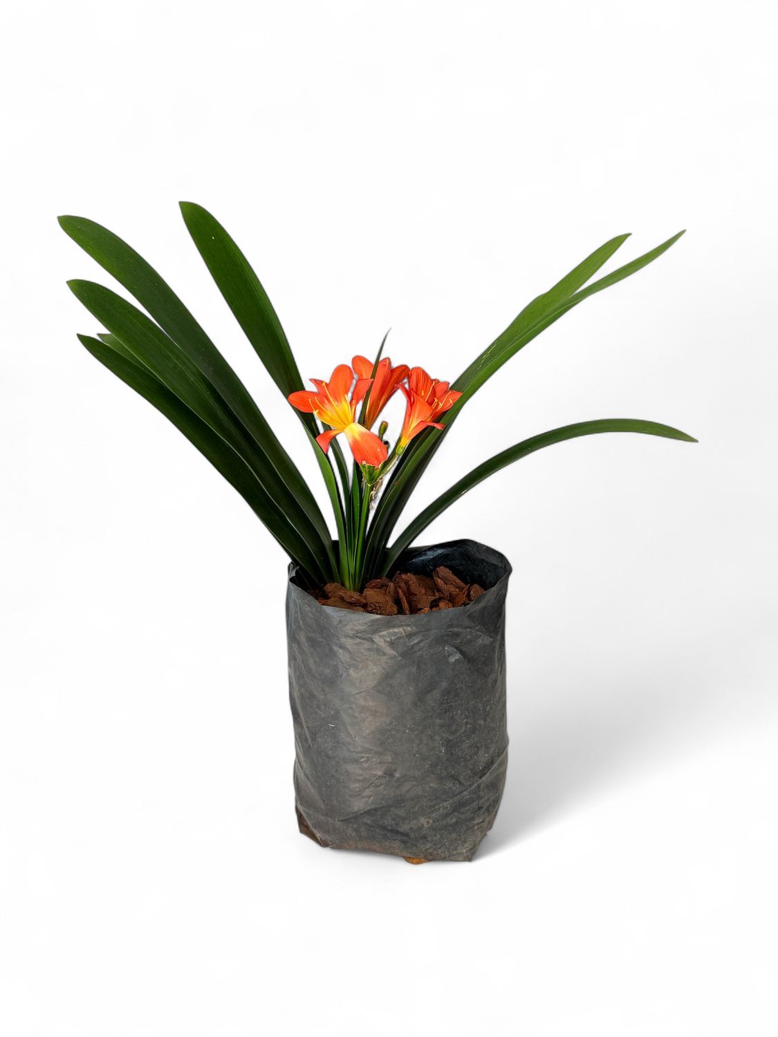 Clivia 5 Liter