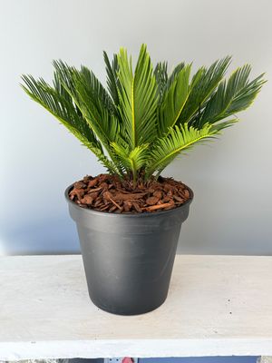 Cycas Revoluta 25cm Pot