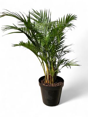Bamboo Palm 30cm Pot