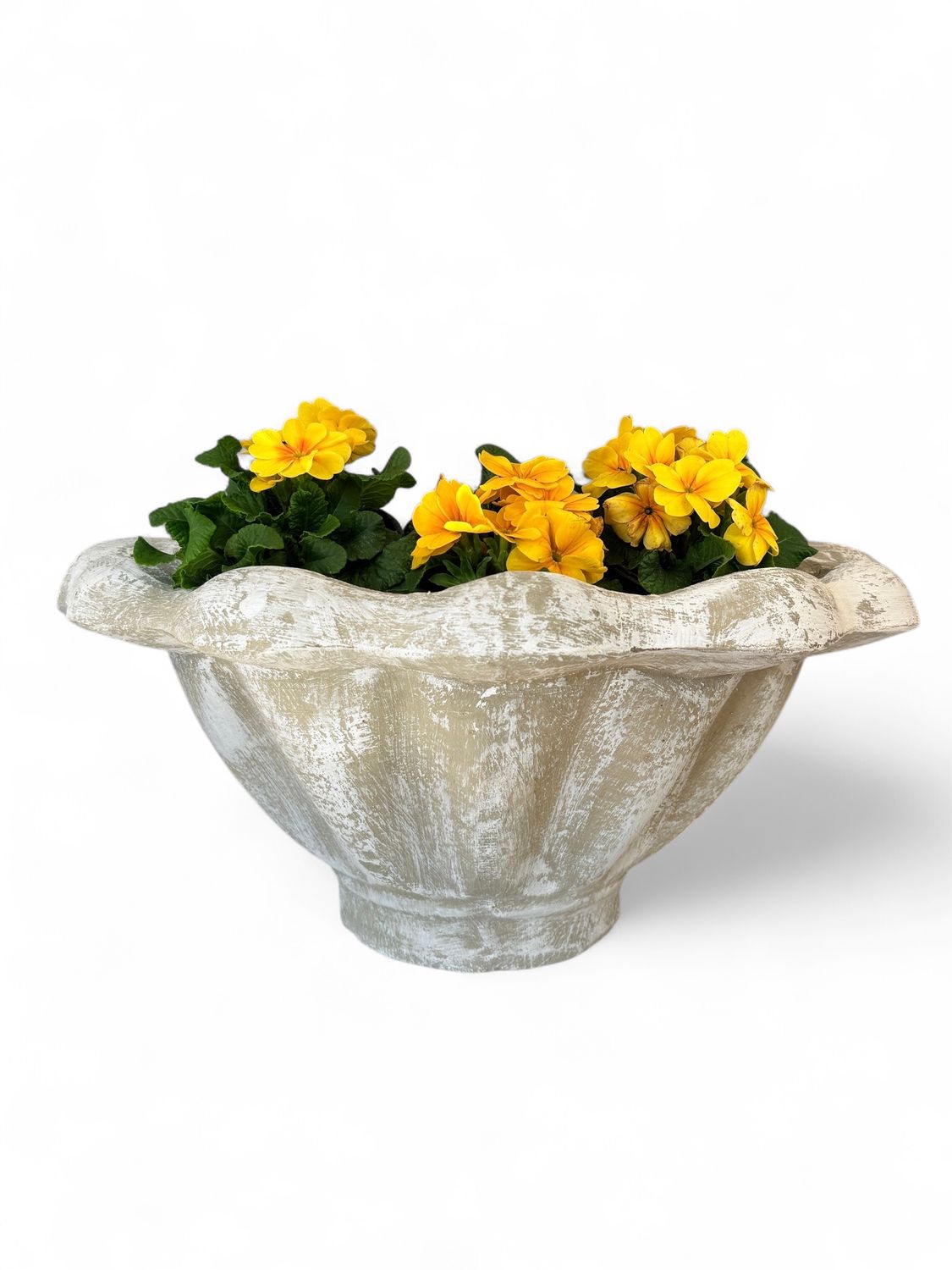 Scallop Wall Pot Whitewash Finish Including Steel Wall Mount - H300mm x W560mm - 10kg