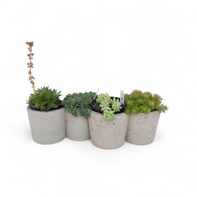 Four-X Multiplanter Cement Finish - H120mm x L420mm