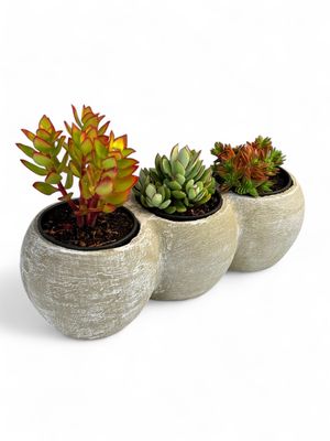 Trio Pot Whitewash Finish - H180mm x L500mm - 9.5kg