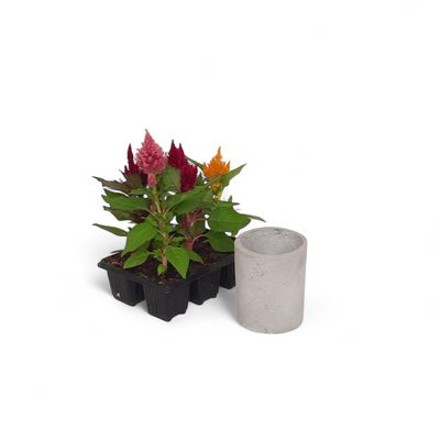 Round Plain Mini Planter Cement Finish - H115mm x W95mm - 0.5kg