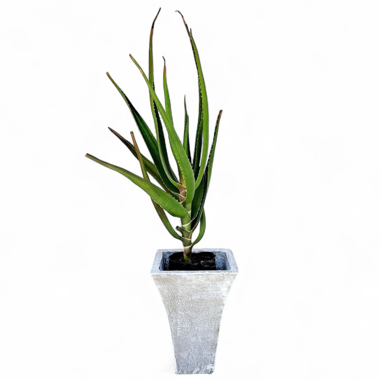 Lorraine Small Whitewash Finish - H380mm - 8kg