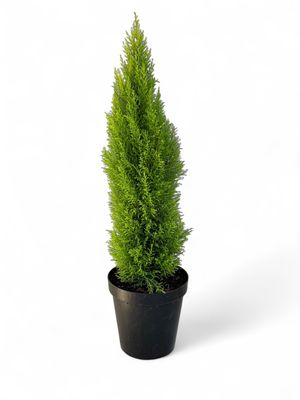 Cupressus Macrocarpa &#39;Wilma&#39; Large 30cm