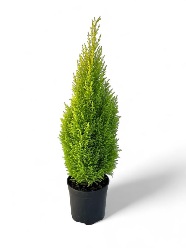 Cupressus Macrocarpa &#39;Wilma&#39; Medium 19cm
