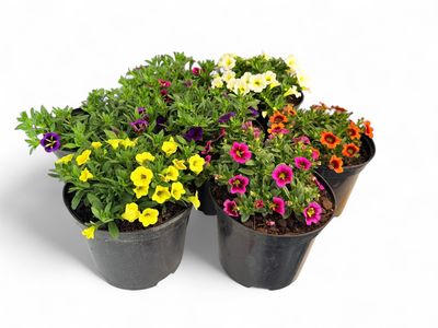 Calibrachoa Mixed Colours 15cm