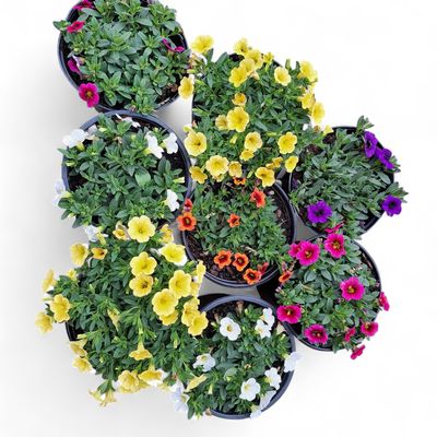 Calibrachoa x Hybrida "Million Bells" (Mixed Colours) 15cmPot