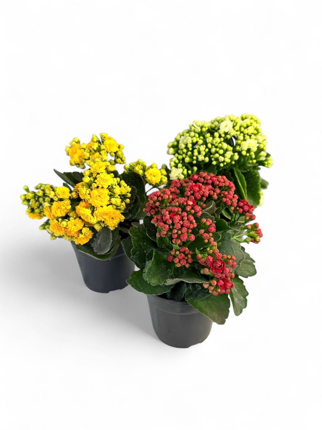 Kalanchoe Mixed Colours 12cm Pot