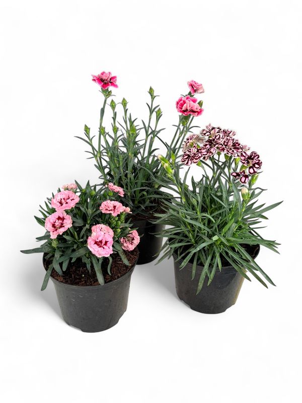 Dianthus Oscar Mixed Colours 15cm Pot