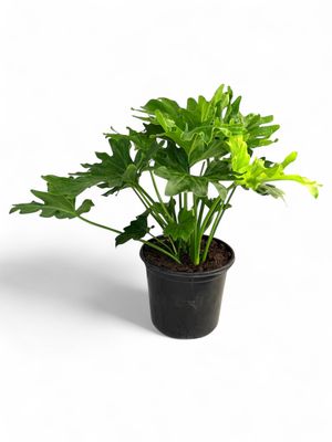 Philodendron Hope 17cm Pot
