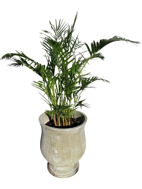 Lizelle Pot Whitewash Finish - H505mm x W420mm - 21kg