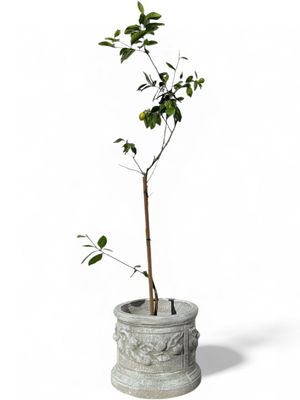 Lemon Pot Whitewash Finish - H400mm x W460mm - 30kg