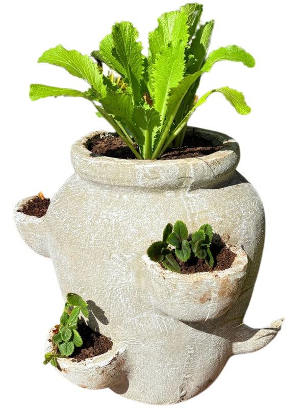Strawberry Pot Whitewash Finish - H400mm -W400mm -Mouth200mm - 15kg