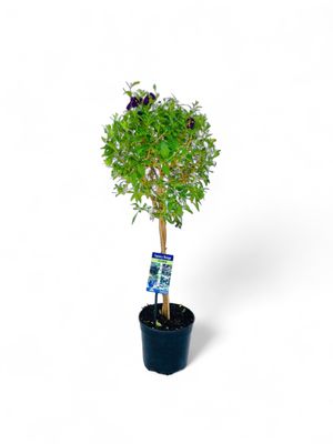 Solanum Braided Patio Standard 19cm Pot  H 800mm