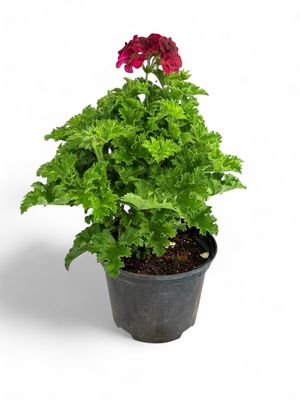 Pelargonium x Hortorum Novita "Regal Geranium" Mixed Colours 17cmPot