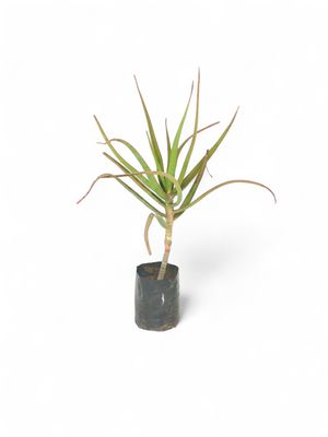 Aloe Barberae &quot;Tree Aloe or Boom Aalwyn&quot;