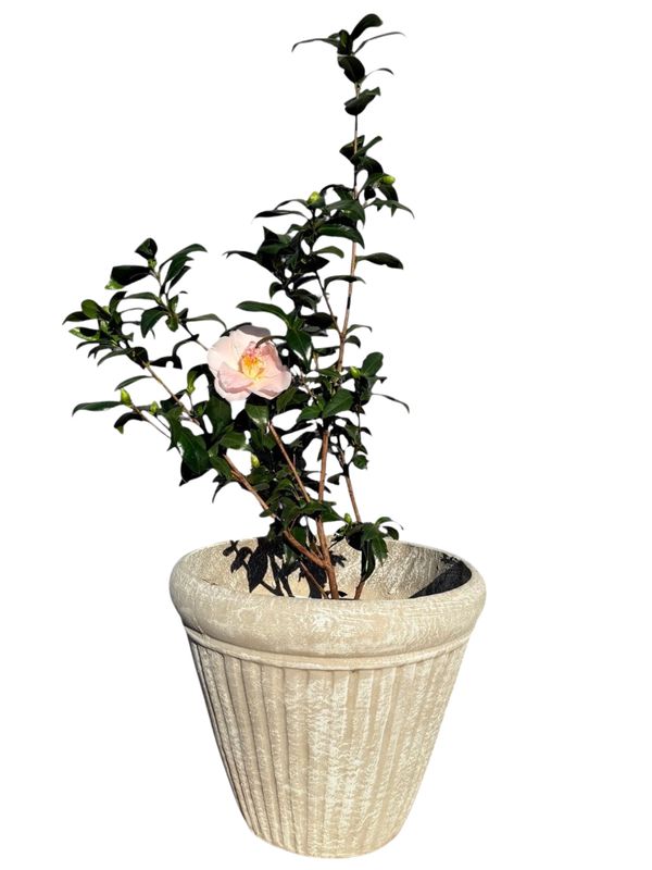 Wave Pot Large Whitewash Finish - H360mm x W420mm - 12kg