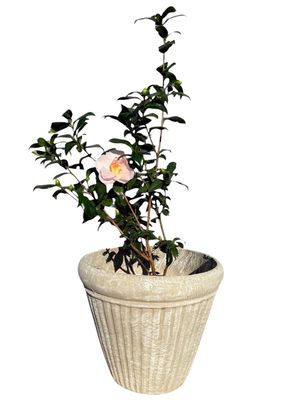 Wave Pot Large Whitewash Finish - H360mm x W420mm - 12kg