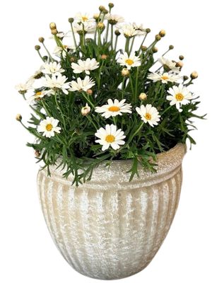 Round Wave Pot Small Whitewash Finish - H210mm x W230mm - 4kg